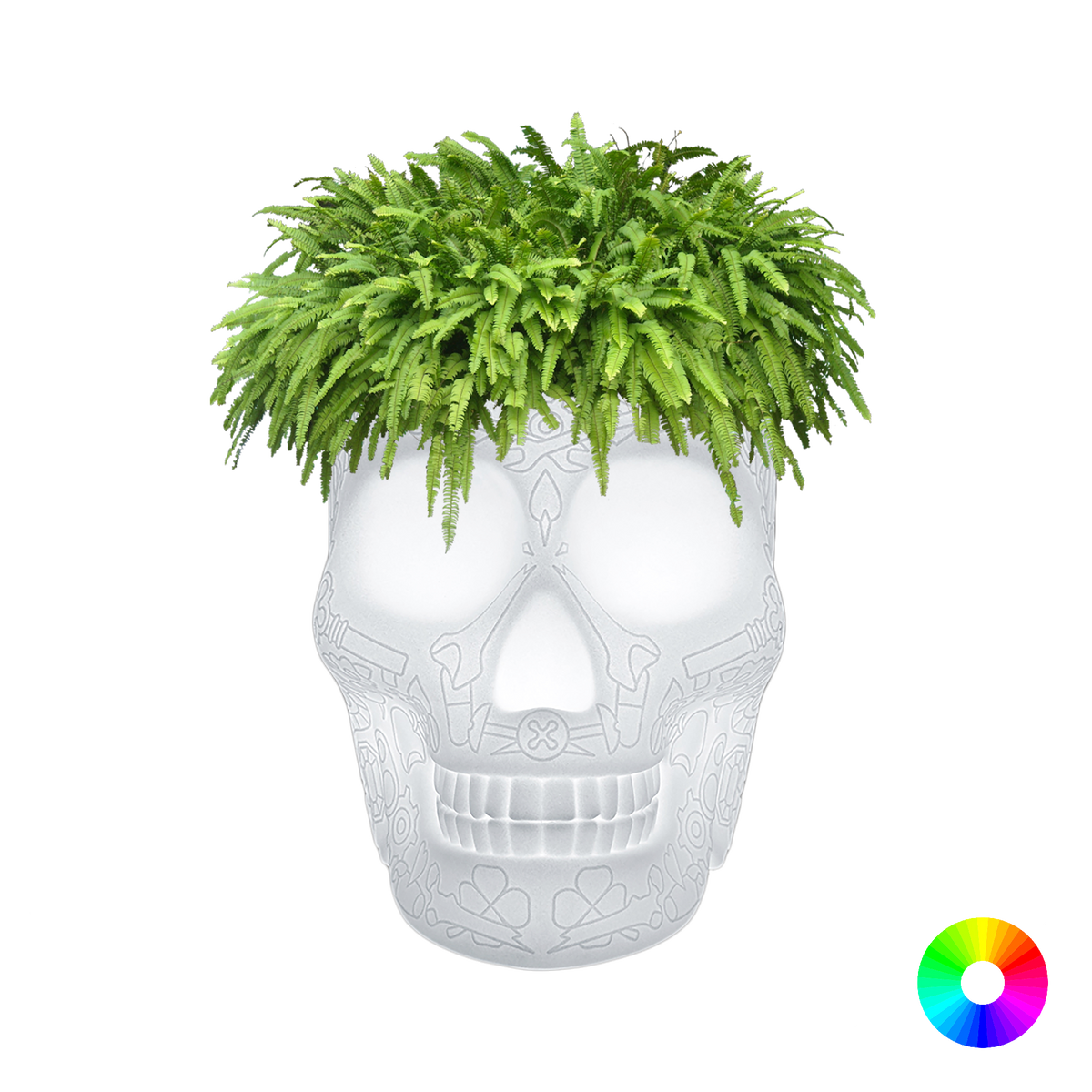 Translucent Planter and Champagne Lamp
